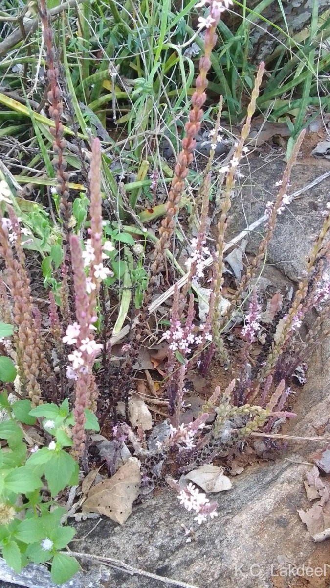 Striga gesnerioides (Willd.) Vatke